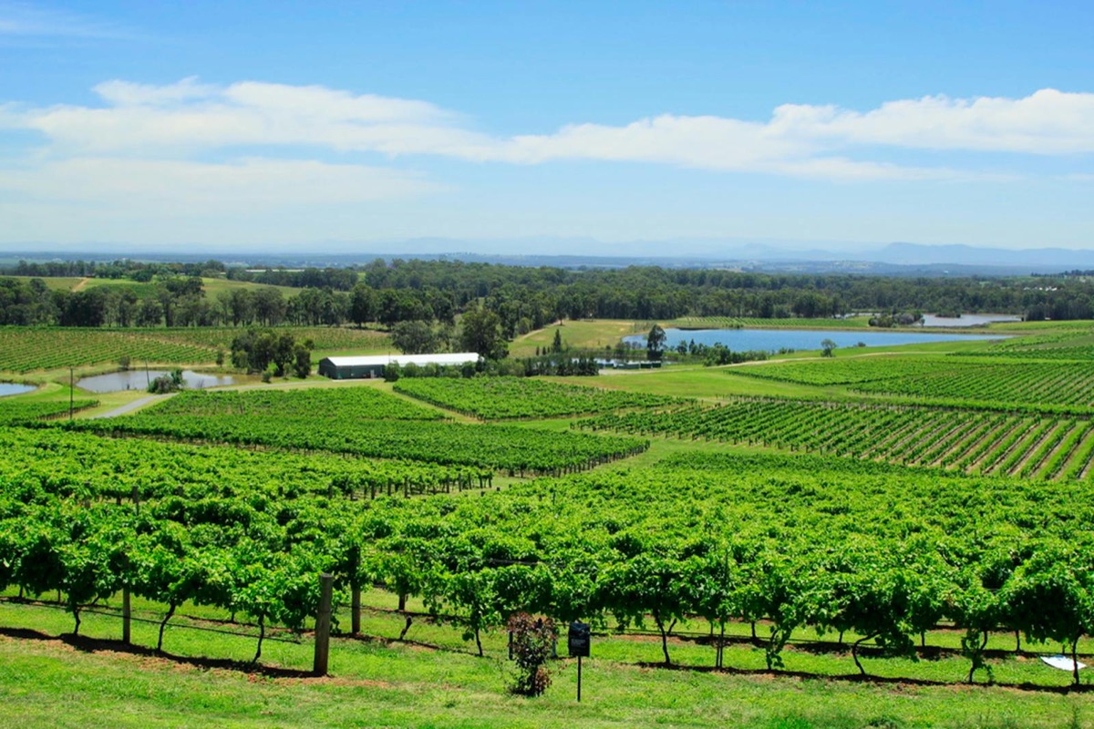 Vineyards in regional Australia (Hunter Valley, NSW)